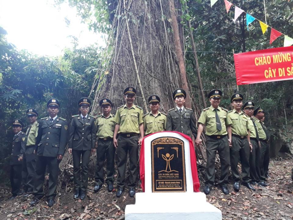 Thêm[-]3[-]cây[-]cổ[-]thụ[-]ở[-]Côn[-]Đảo[-]được[-]công[-]nhận[-]là[-]cây[-]di[-]sản